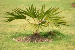 Palme auspflanzen