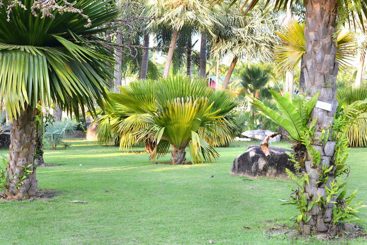 Palmen Größe