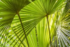Palmensorten