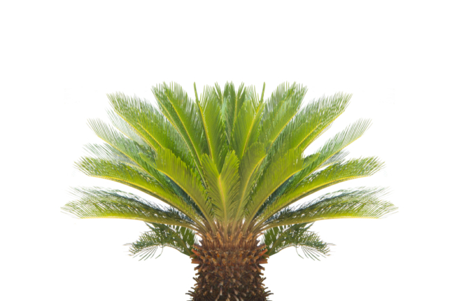 Palmfarn gießen
