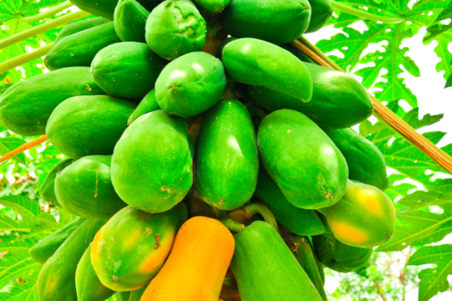 Papaya züchten