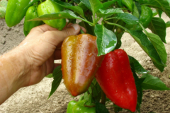 Paprika pflanzen