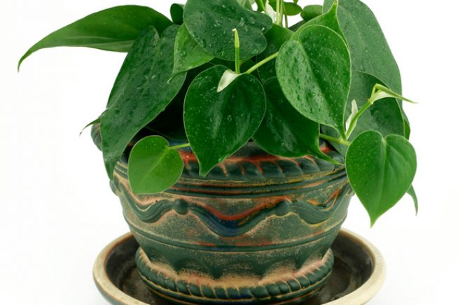 Philodendron gießen