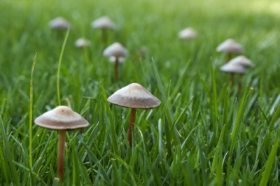 Pilze im Rasen » Woher kommen sie und sollte man sie entfernen?