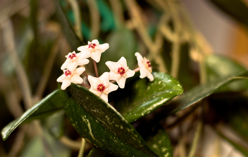 Porzellanblume blüht nicht? » Ursachen & Tipps