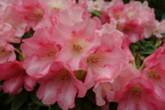 Rhododendron Blüten entfernen