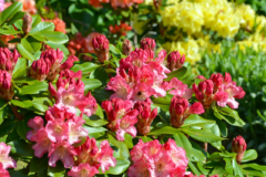 Rhododendron gelbe Blätter