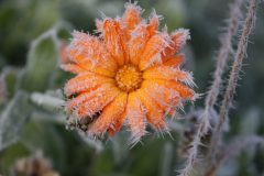 Calendula winterhart