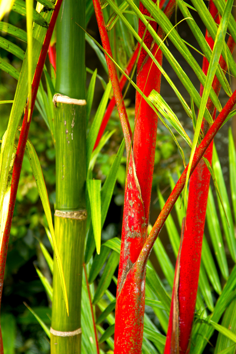 Roter Bambus gießen