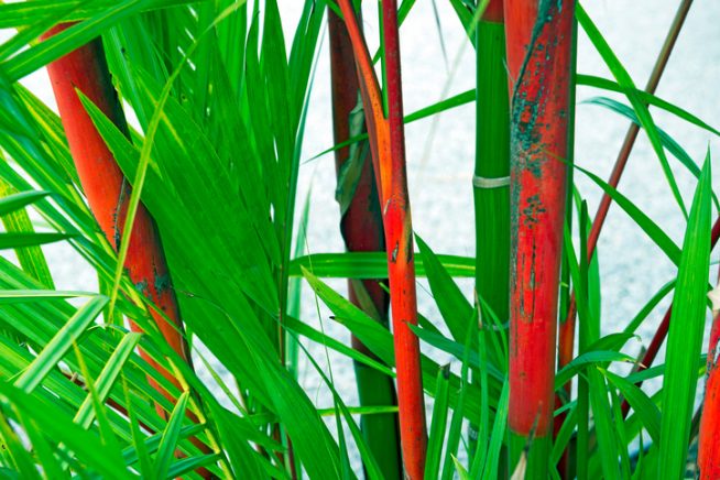 Roter Bambus auspflanzen