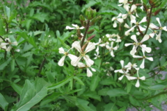 Blühender Rucola mit weißen Blüten aus vier Kronblättern, feiner Aderung, rötlichen Stängeln und gezähnten grünen Blättern