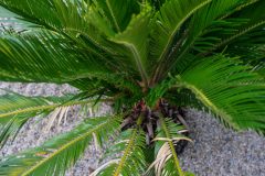 Palmfarn Pflege