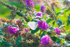 Schmetterlingsflieder Verblühtes entfernen
