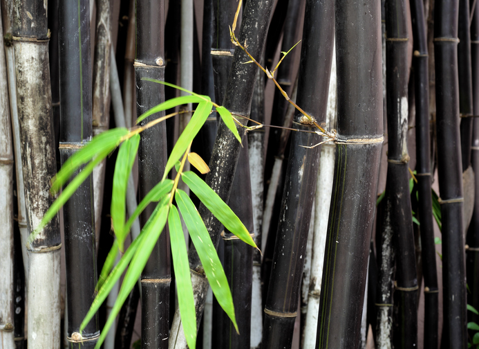 Schwarzer Bambus Höhe