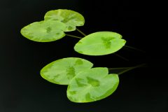 Wasserlilie wächst nicht