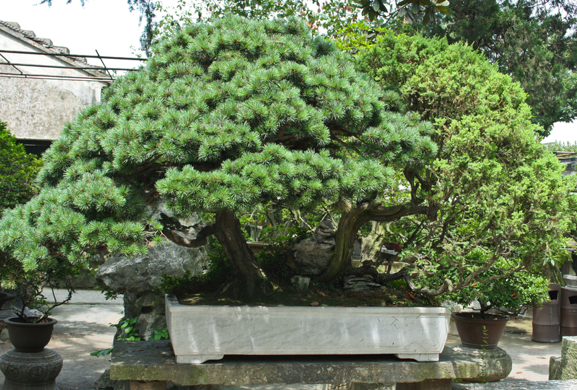Japanische Zeder Bonsai