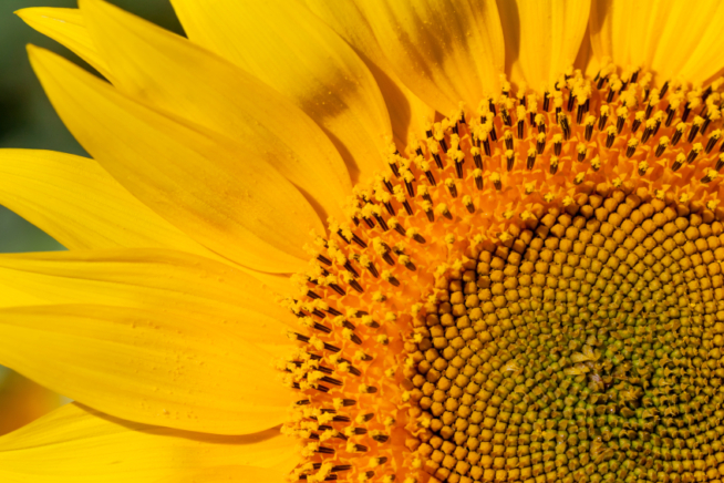 Sonnenblume Überblick