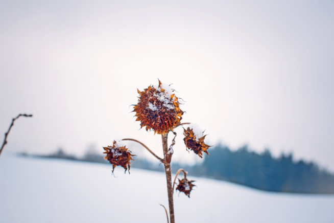 Sonnenblume im Schnee