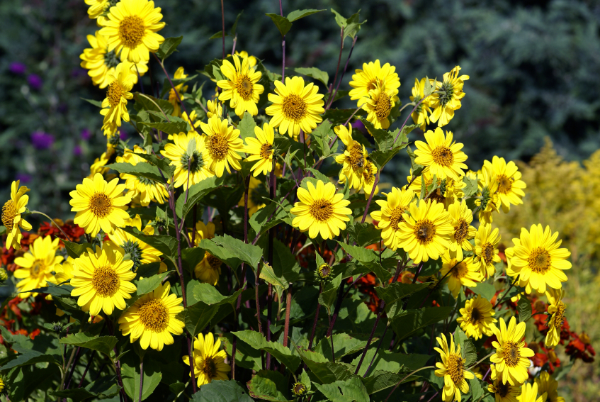 Sonnenblumen mehrjährig
