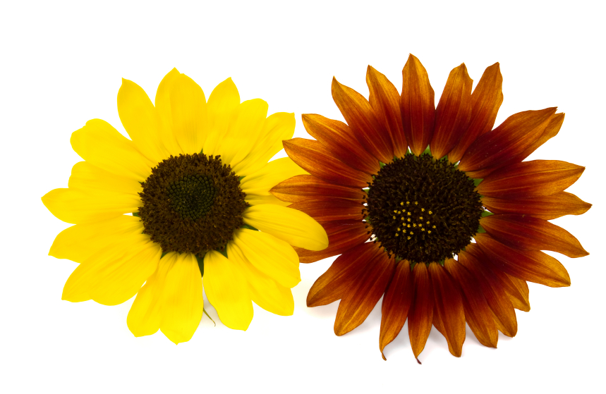 Sonnenblumen Arten