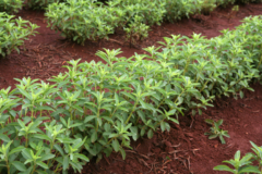Stevia vermehren