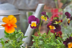 Viola Tricolor düngen