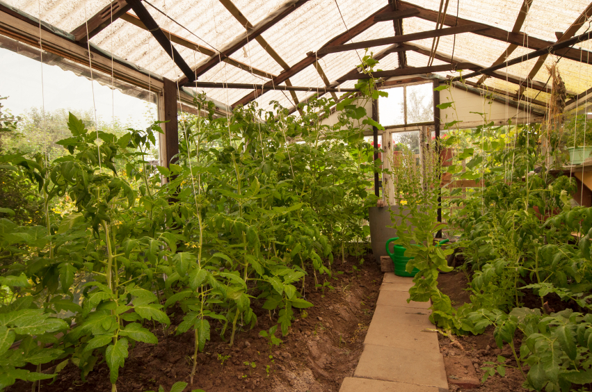 Tomaten Dach als Regenschutz