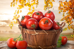 Tomaten Erntezeit