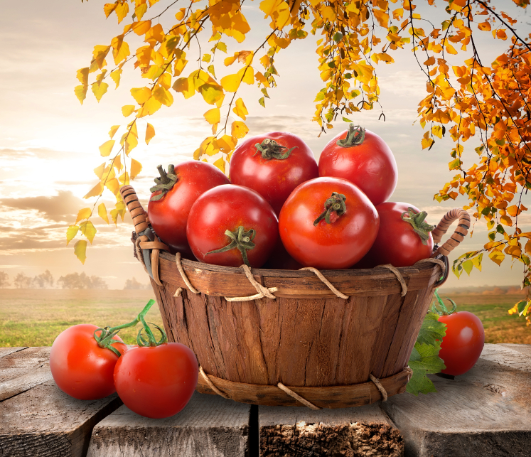 Tomaten Erntezeit