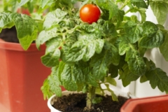 Tomaten Fensterbank