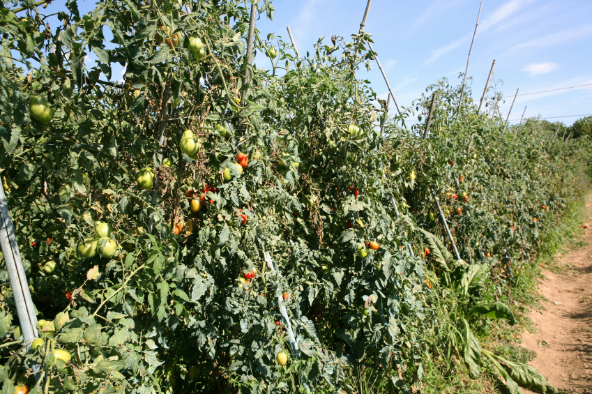 Tomaten Freiland