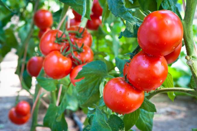 Tomaten überwintern