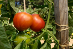 Tomatenpflanzen alte Sorten