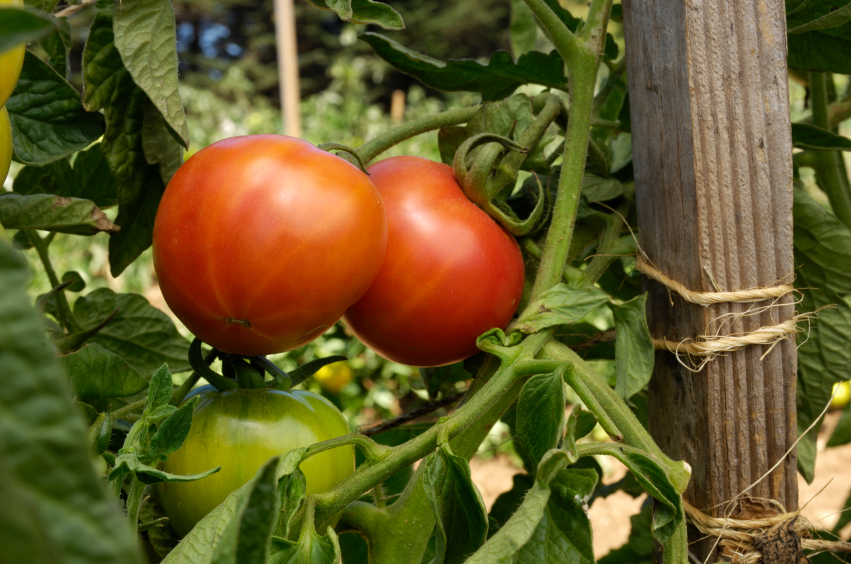 Tomatenpflanzen alte Sorten
