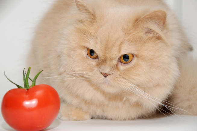 Tomatenpflanzen giftig für Katzen