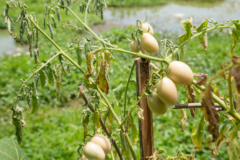 Tomatenpflanzen lassen Blätter hängen