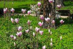 Tulpenmagnolie einpflanzen
