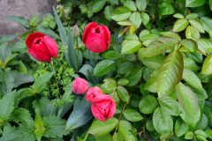 Rosen und Tulpen