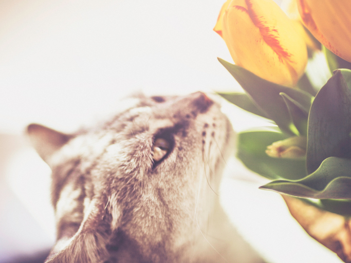 Tulpen Katzen