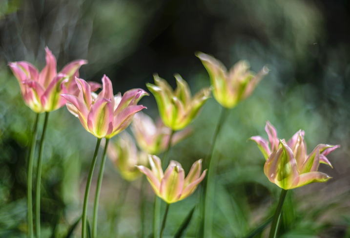 Viridiflora-Tulpen