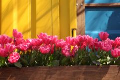 Tulpen Terrasse