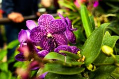 Vanda Orchidee keine Blüten