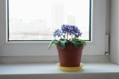 Viola Zimmerpflanze