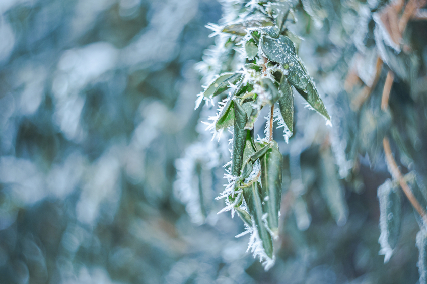 Viburnum tinus Frost