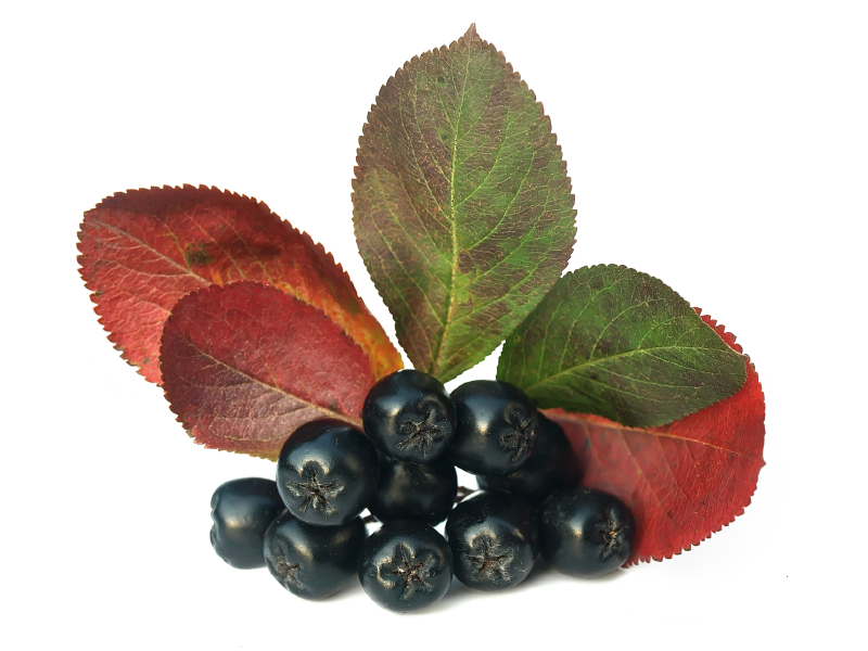 Was ist Aronia