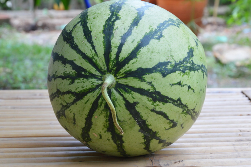 Wassermelone Sorten