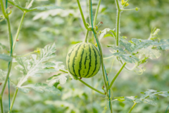 Wassermelone pflanzen im Topf