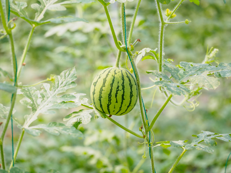 Wassermelone pflanzen im Topf » So gelingt's