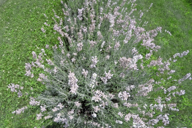 Weißer Lavendel