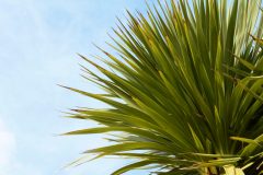 Palmlilie braune Blätter